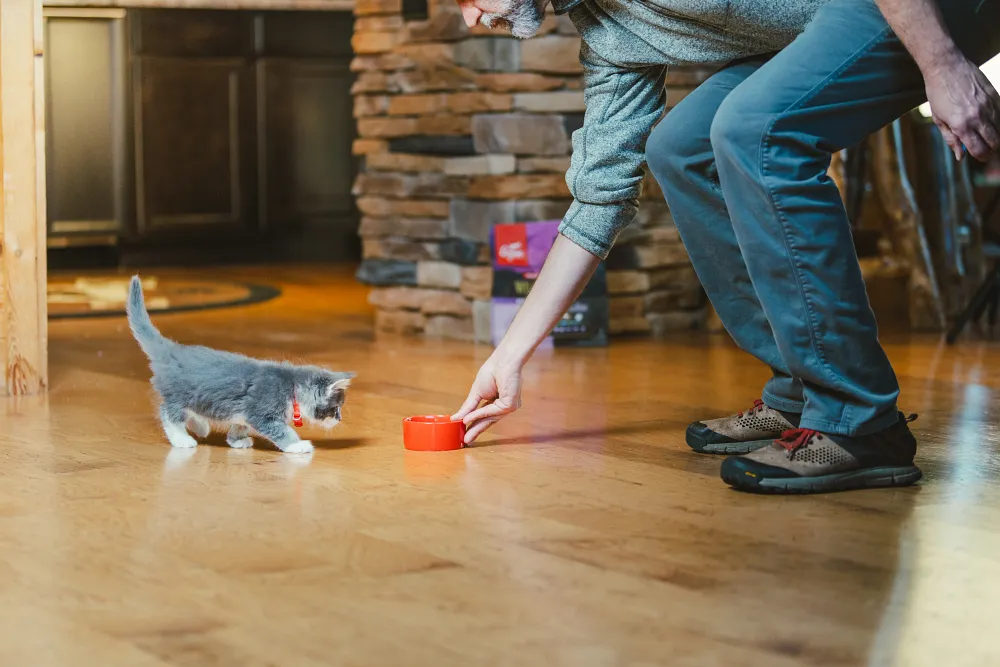 8 Ways to Create the Perfect Feeding Environment for your Cat